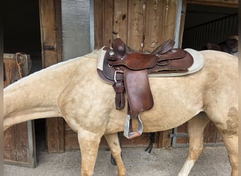 Polo Pony, Mare, 8 years, Palomino