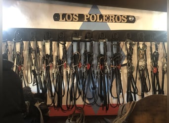 Polo Pony, Mare, 9 years, 14.3 hh, Grey