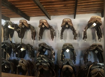 Polo Pony, Mare, 9 years, 14,3 hh, Grey