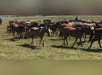 Polo Pony, Mare, 9 years, 14,3 hh, Grey