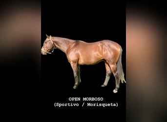 Polo Pony, Mare, 9 years, 15,1 hh, Bay-Dark