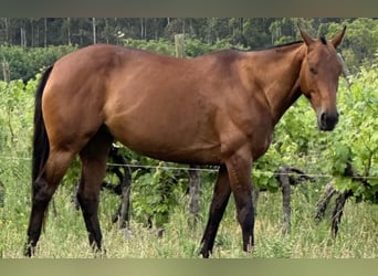 Polo Pony, Merrie, 10 Jaar, 156 cm, Donkerbruin