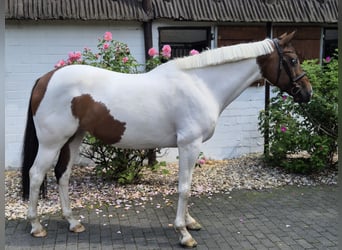 Polo Pony, Merrie, 11 Jaar, 156 cm, Gevlekt-paard