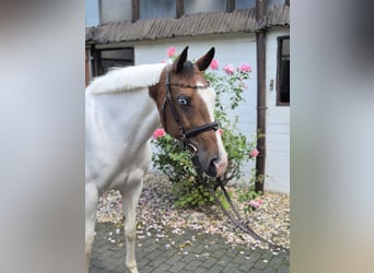 Polo Pony, Merrie, 11 Jaar, 156 cm, Gevlekt-paard