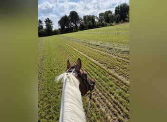 Polo Pony, Merrie, 11 Jaar, 156 cm, Gevlekt-paard