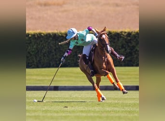 Polo Pony, Merrie, 14 Jaar, 155 cm, Vos