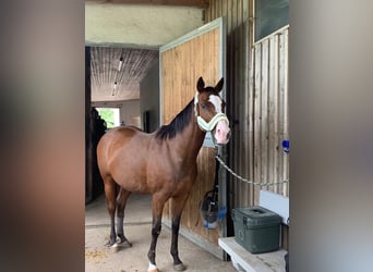 Polo Pony, Merrie, 17 Jaar, 149 cm