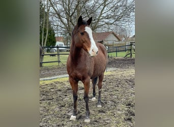 Polo Pony, Merrie, 17 Jaar, 149 cm