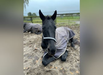 Polo Pony Mix, Merrie, 17 Jaar, 155 cm, Zwart