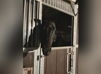 Polo Pony Mix, Merrie, 17 Jaar, 155 cm, Zwart