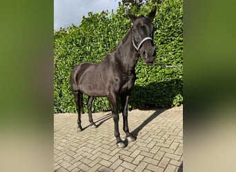 Polo Pony Mix, Merrie, 17 Jaar, 155 cm, Zwart