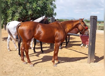 Polo Pony, Merrie, 19 Jaar, 167 cm, Vos
