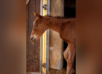 Polo Pony, Merrie, 1 Jaar, 155 cm, Roodbruin