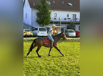 Polo Pony, Merrie, 20 Jaar, 159 cm, Donkerbruin