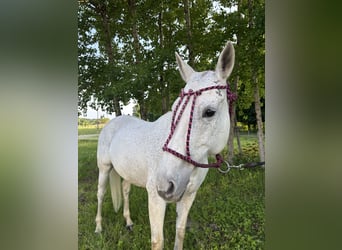Polo Pony, Merrie, 20 Jaar, 160 cm, Vliegenschimmel