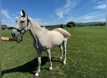 Polo Pony, Merrie, 21 Jaar, 153 cm, Appelschimmel