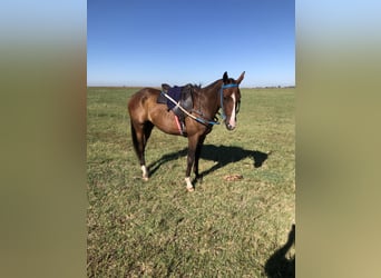 Polo Pony Mix, Merrie, 6 Jaar, 151 cm, Donkere-vos