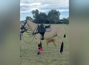 Polo Pony, Merrie, 6 Jaar, 152 cm, Buckskin