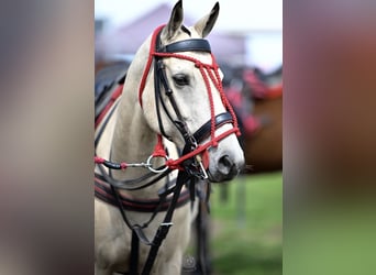 Polo Pony, Merrie, 6 Jaar, 152 cm, Buckskin