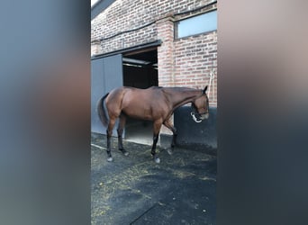 Polo Pony, Merrie, 6 Jaar, 153 cm, Bruin