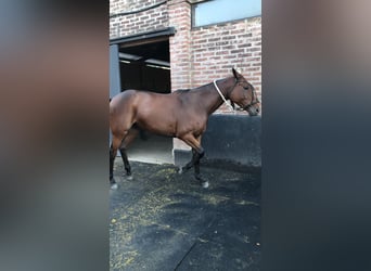 Polo Pony, Merrie, 6 Jaar, 153 cm, Bruin