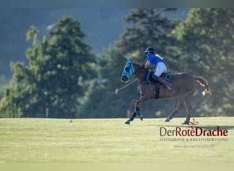 Polo Pony, Merrie, 6 Jaar