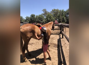 Polo Pony, Merrie, 7 Jaar, 152 cm, Palomino