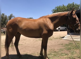 Polo Pony, Merrie, 7 Jaar, 152 cm, Palomino