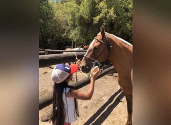 Polo Pony, Merrie, 7 Jaar, 152 cm, Palomino