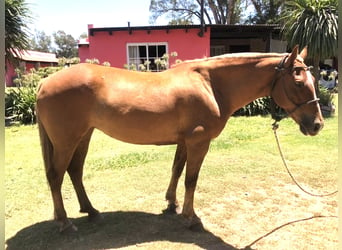 Polo Pony, Merrie, 7 Jaar, 152 cm, Palomino