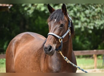 Polo Pony, Stute, 7 Jahre, 152 cm