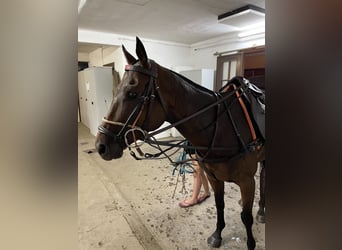 Polo Pony, Merrie, 8 Jaar, 152 cm, Donkerbruin