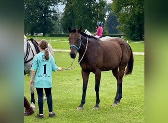 Polo Pony, Merrie, 8 Jaar, 152 cm, Donkerbruin