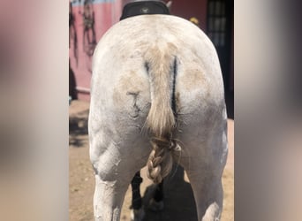 Polo Pony, Merrie, 8 Jaar, 152 cm, Schimmel