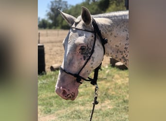 Polo Pony, Merrie, 8 Jaar, 153 cm, Schimmel