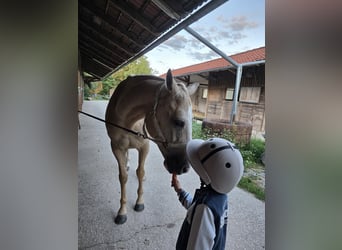 Polo Pony, Merrie, 8 Jaar, Palomino