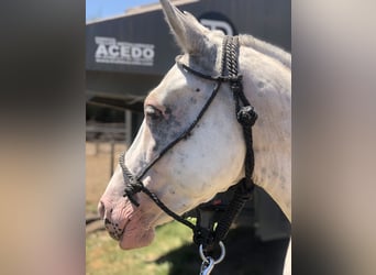 Polo Pony, Merrie, 9 Jaar, 153 cm, Schimmel