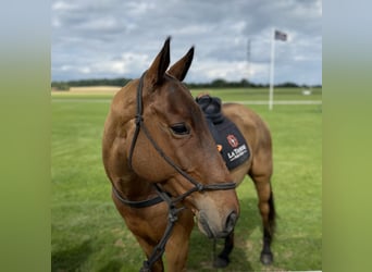 Polo Pony, Ruin, 10 Jaar, Bruin