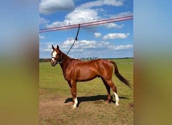 Polo Pony, Ruin, 13 Jaar, 155 cm, Vos