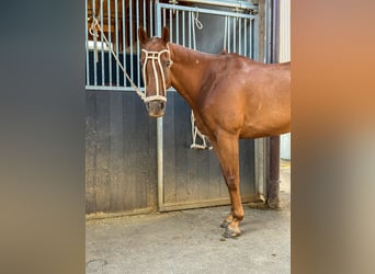 Polo Pony Mix, Ruin, 14 Jaar, 160 cm, Vos