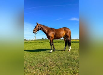 Polo Pony, Ruin, 7 Jaar, 152 cm, Bruin