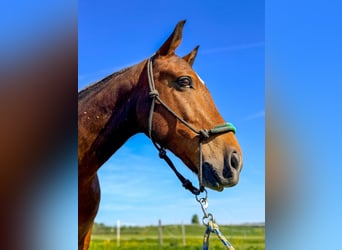 Polo Pony, Ruin, 7 Jaar, 152 cm, Bruin