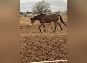 Polo Pony Mix, Ruin, 7 Jaar, 167 cm, Roodbruin