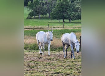 Polo Pony, Stute, 10 Jahre, 155 cm, Schimmel