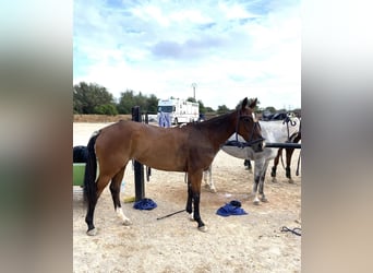 Polo Pony, Stute, 10 Jahre, Brauner