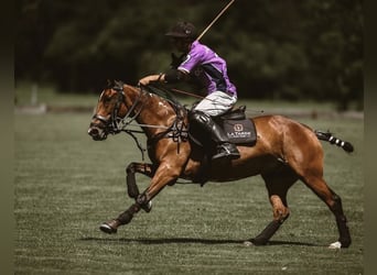 Polo Pony, Stute, 10 Jahre, Brauner