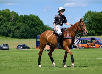 Polo Pony, Stute, 10 Jahre, Fuchs
