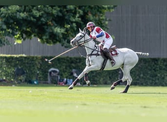 Polo Pony, Stute, 11 Jahre, 148 cm, Schimmel