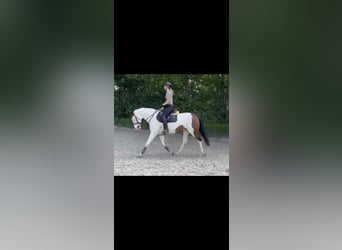 Polo Pony, Stute, 11 Jahre, 156 cm, Schecke