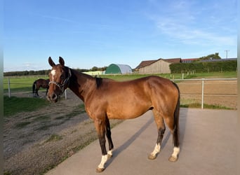 Polo Pony, Stute, 13 Jahre, 155 cm, Brauner